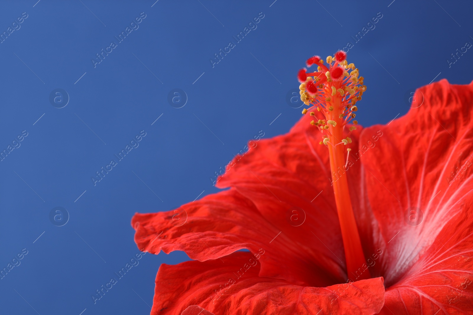 Photo of Beautiful red hibiscus flower on blue background, closeup. Space for text