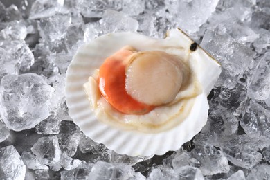 Photo of Fresh raw scallop in shell on ice cubes, closeup