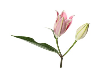 Beautiful pink lily flower isolated on white