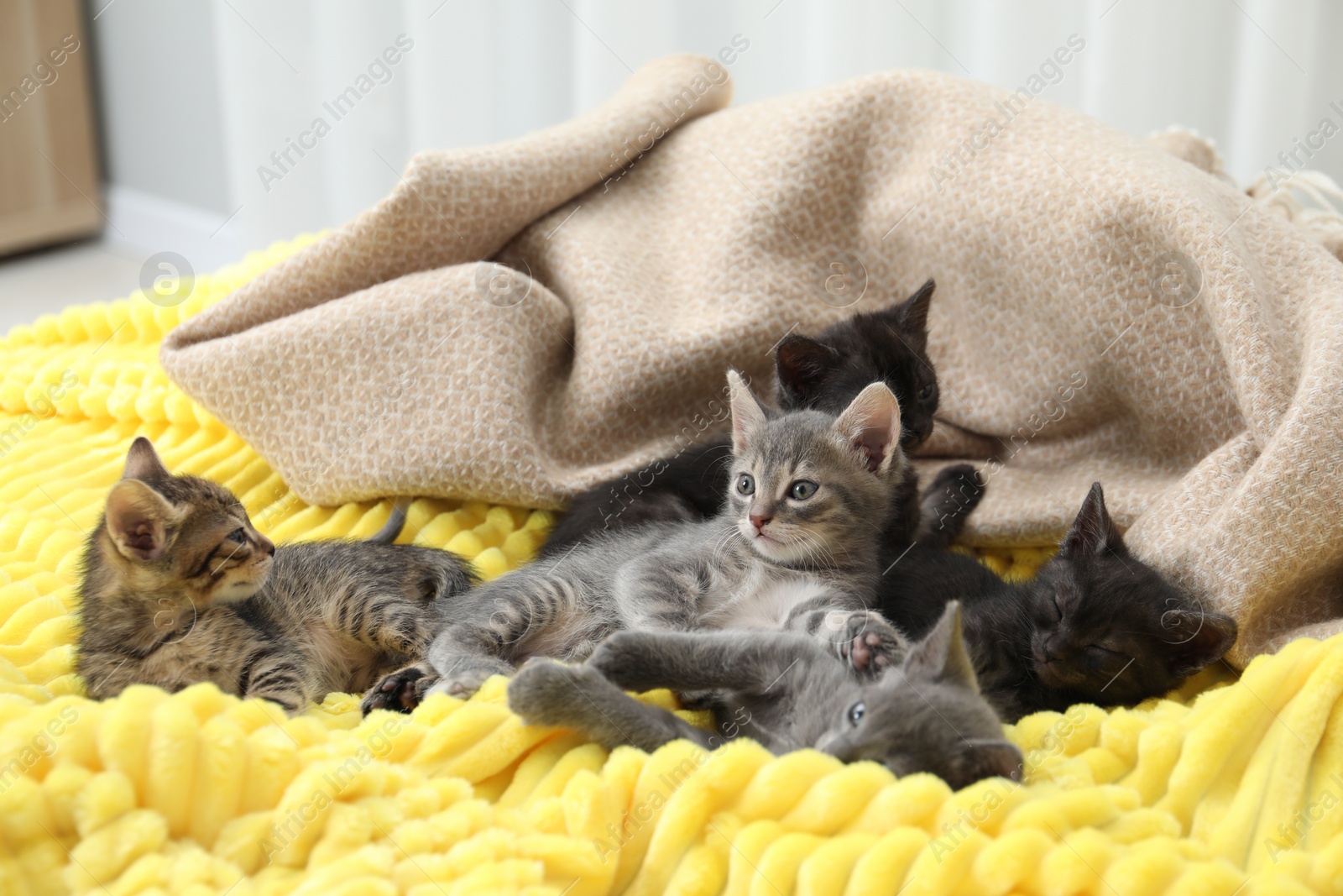 Photo of Cute fluffy kittens lying on blanket indoors. Baby animals