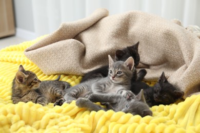 Photo of Cute fluffy kittens lying on blanket indoors. Baby animals