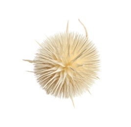 Photo of Beautiful dry teasel flower isolated on white, top view