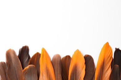 Many different bird feathers on white background, flat lay. Space for text