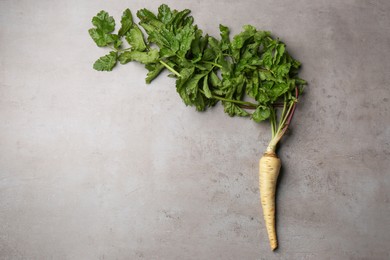 Photo of Fresh ripe parsnip on grey table, top view. Space for text