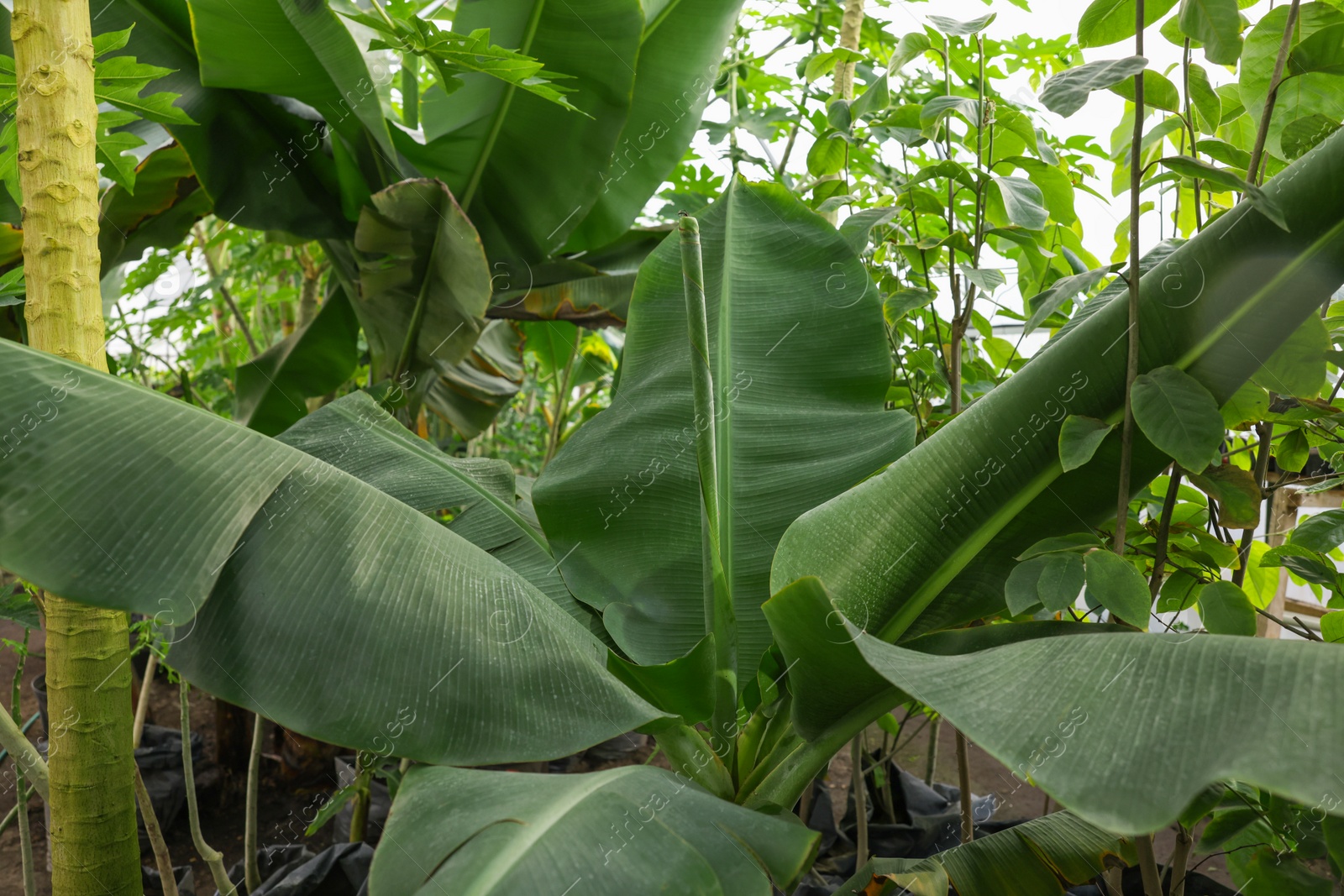 Photo of Beautiful banana tree with lush leaves growing in greenhouse