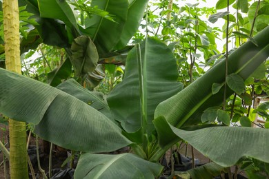 Beautiful banana tree with lush leaves growing in greenhouse