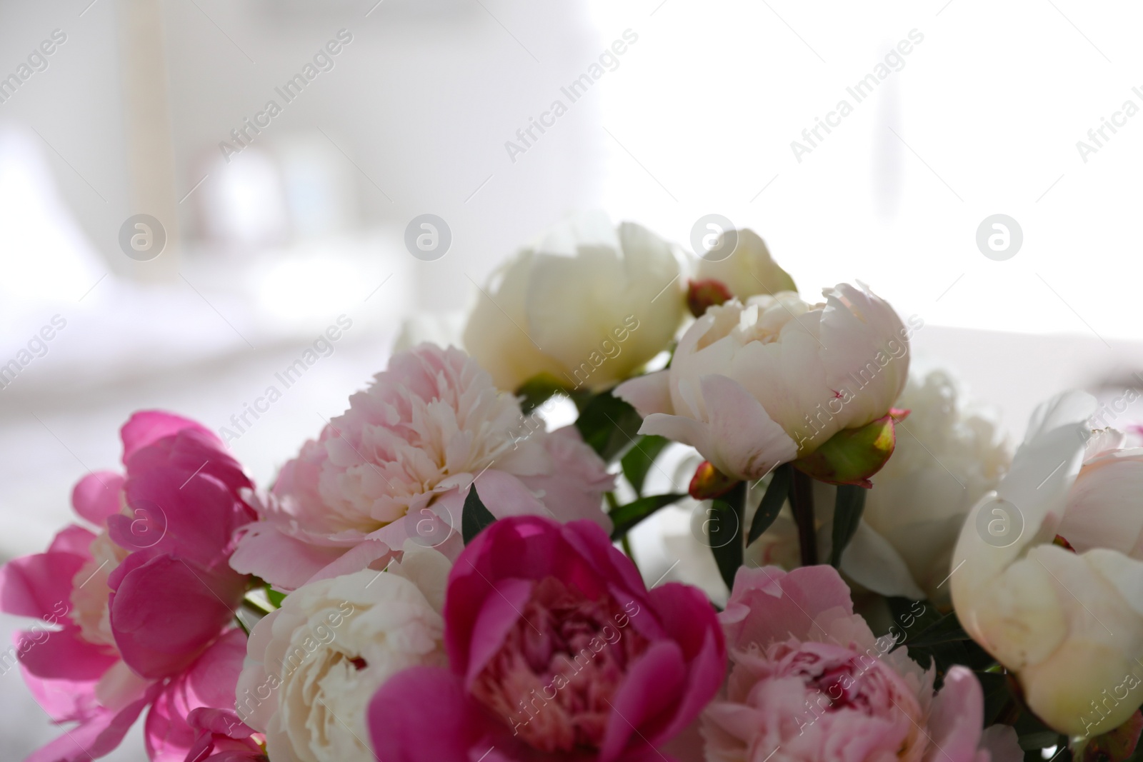 Photo of Beautiful blooming peonies against blurred background, closeup