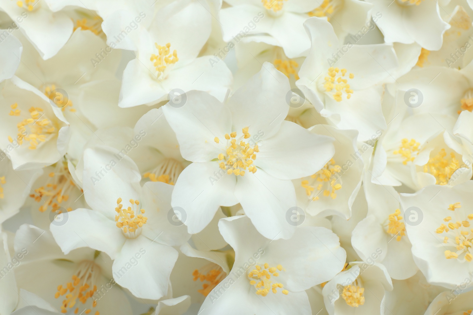 Photo of Closeup of beautiful white jasmine flowers, top view