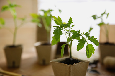 Green tomato seedling in peat pot on table, closeup