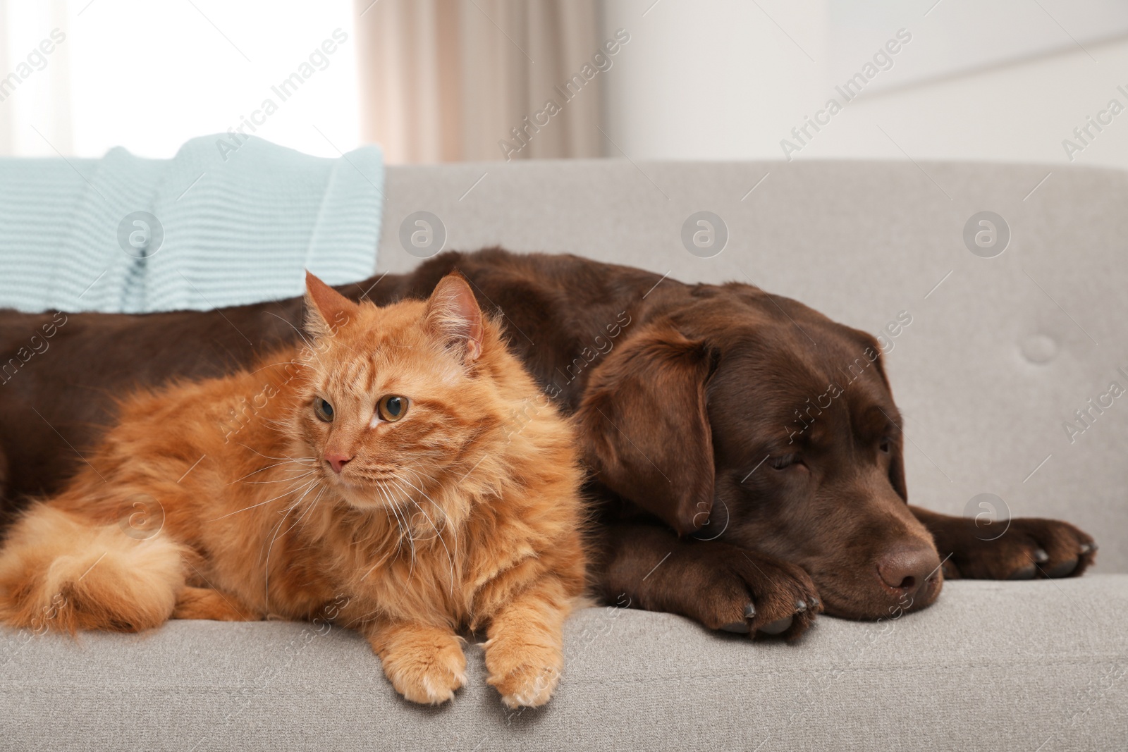 Photo of Cat and dog together on sofa indoors. Fluffy friends