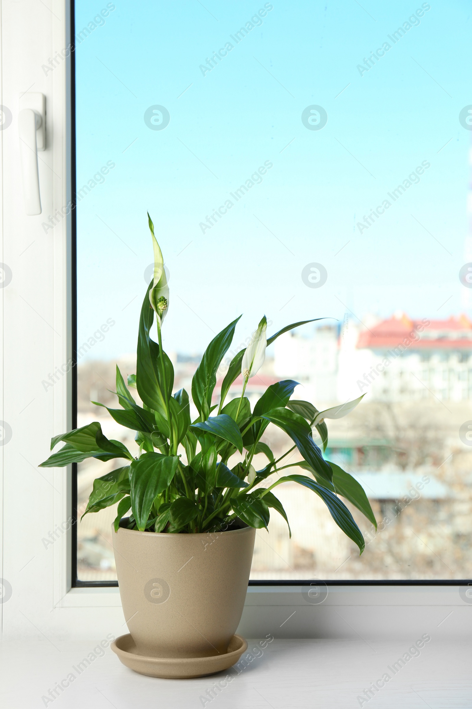 Photo of Pot with peace lily on windowsill, space for text. House plant