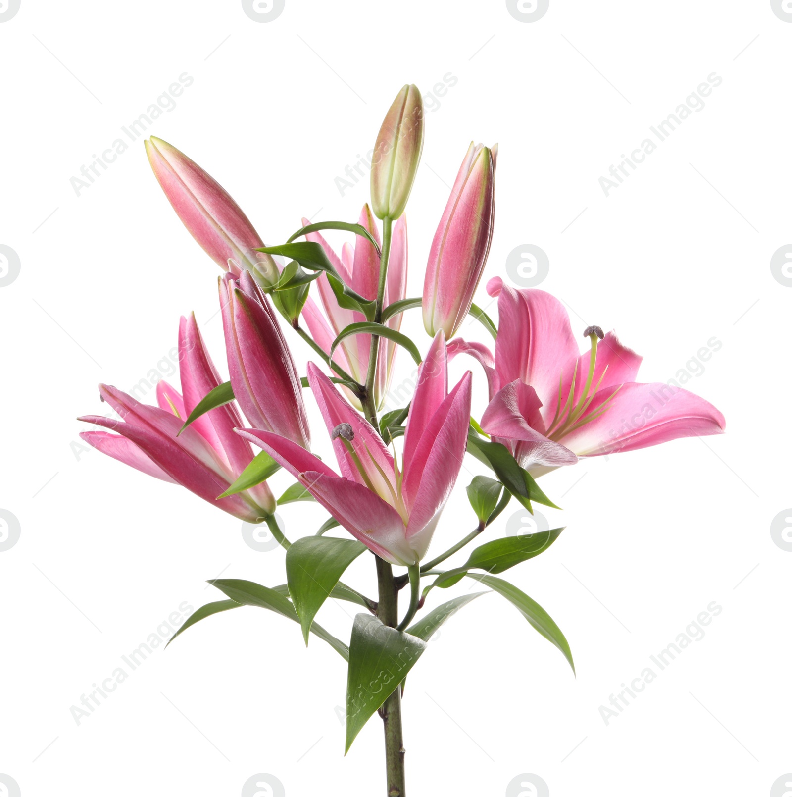 Photo of Beautiful pink lily flowers isolated on white