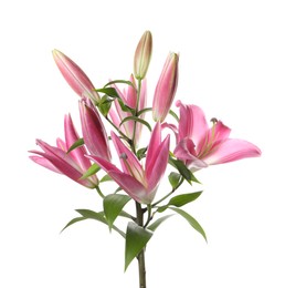 Photo of Beautiful pink lily flowers isolated on white