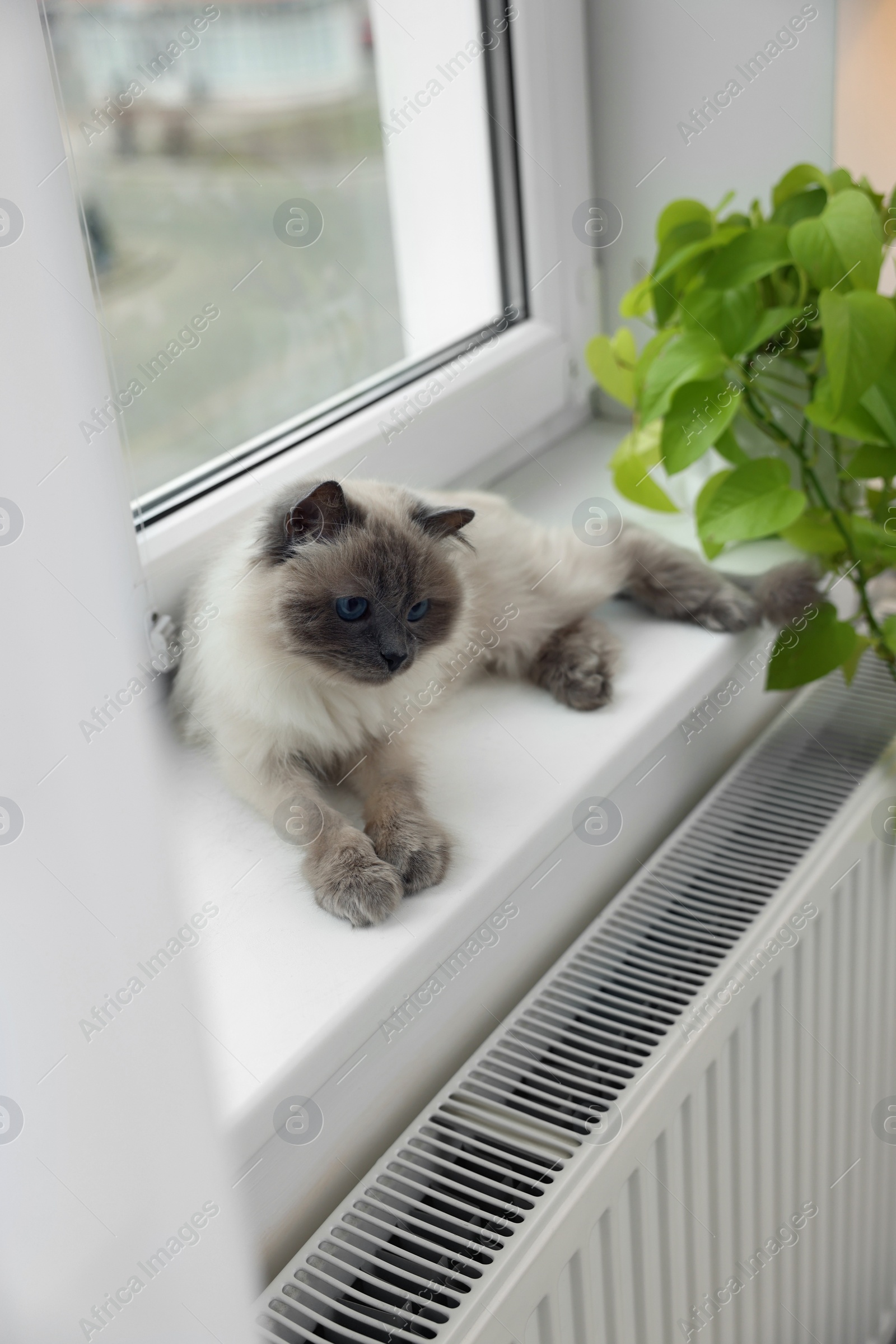 Photo of Cute Birman cat on windowsill near radiator at home