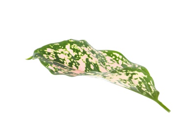 Aglaonema leaf isolated on white. Beautiful tropical plant