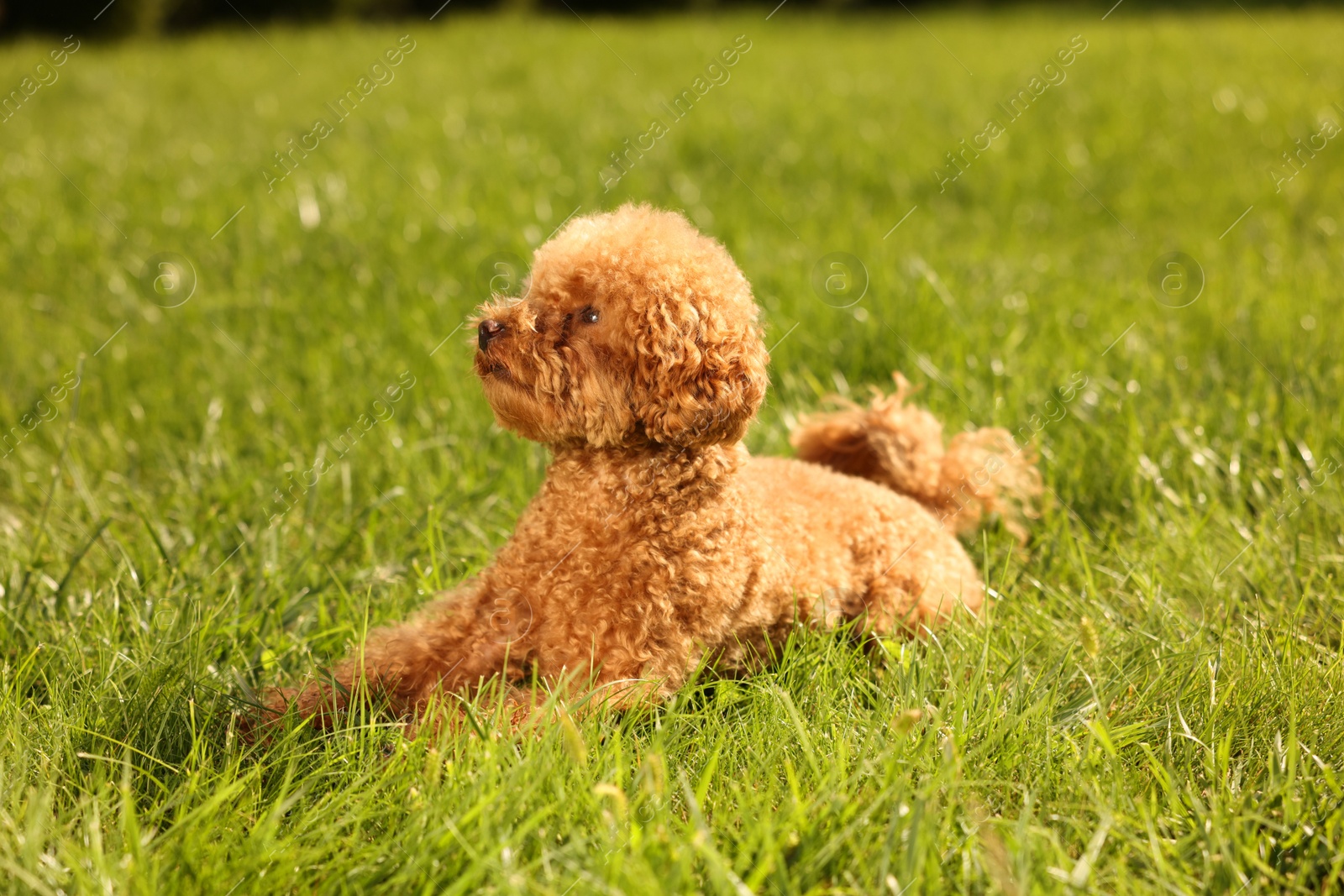 Photo of Cute Maltipoo dog on green lawn outdoors