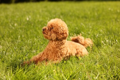 Photo of Cute Maltipoo dog on green lawn outdoors