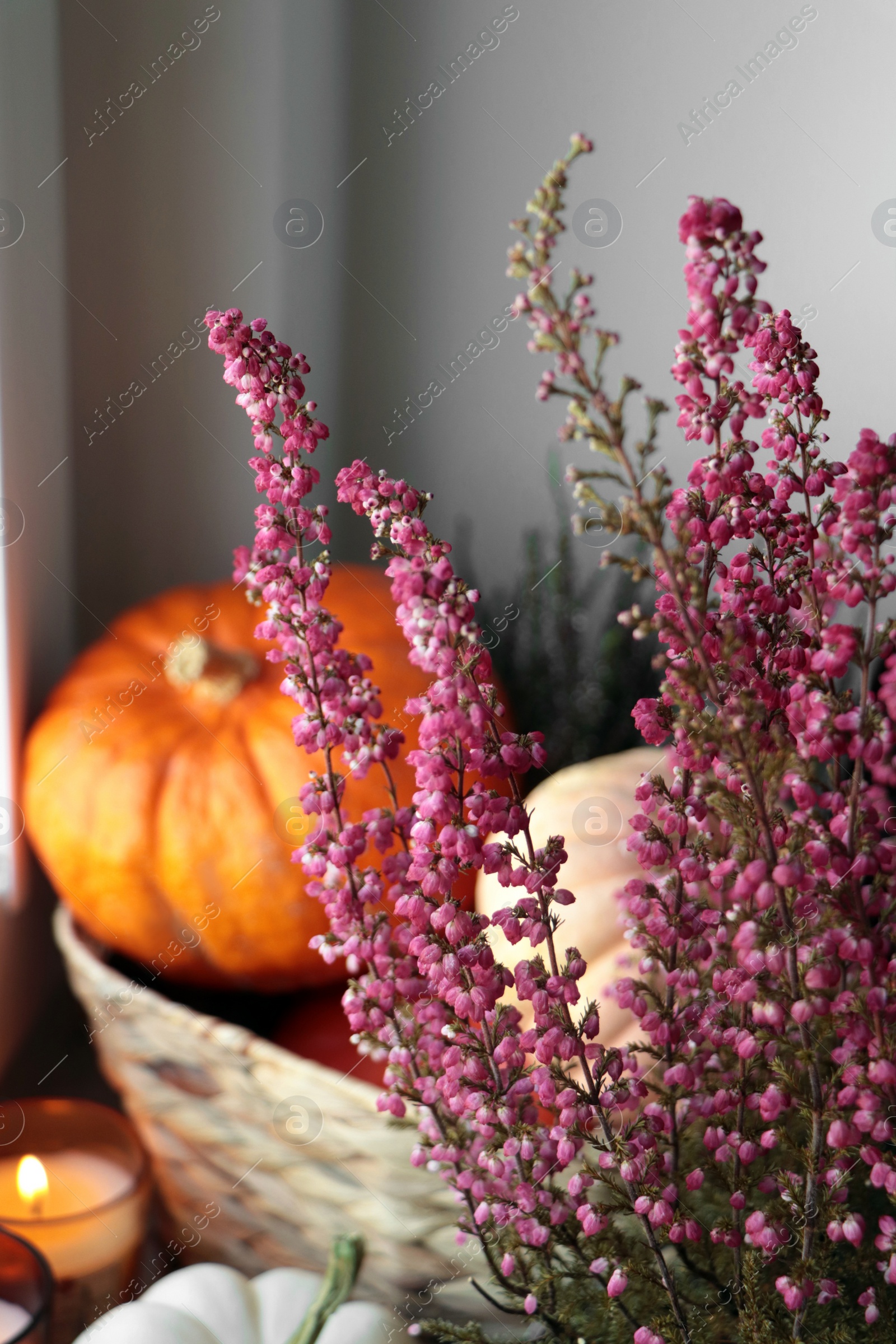Photo of Beautiful heather flowers, wicker basket with pumpkins and candles near grey wall, closeup