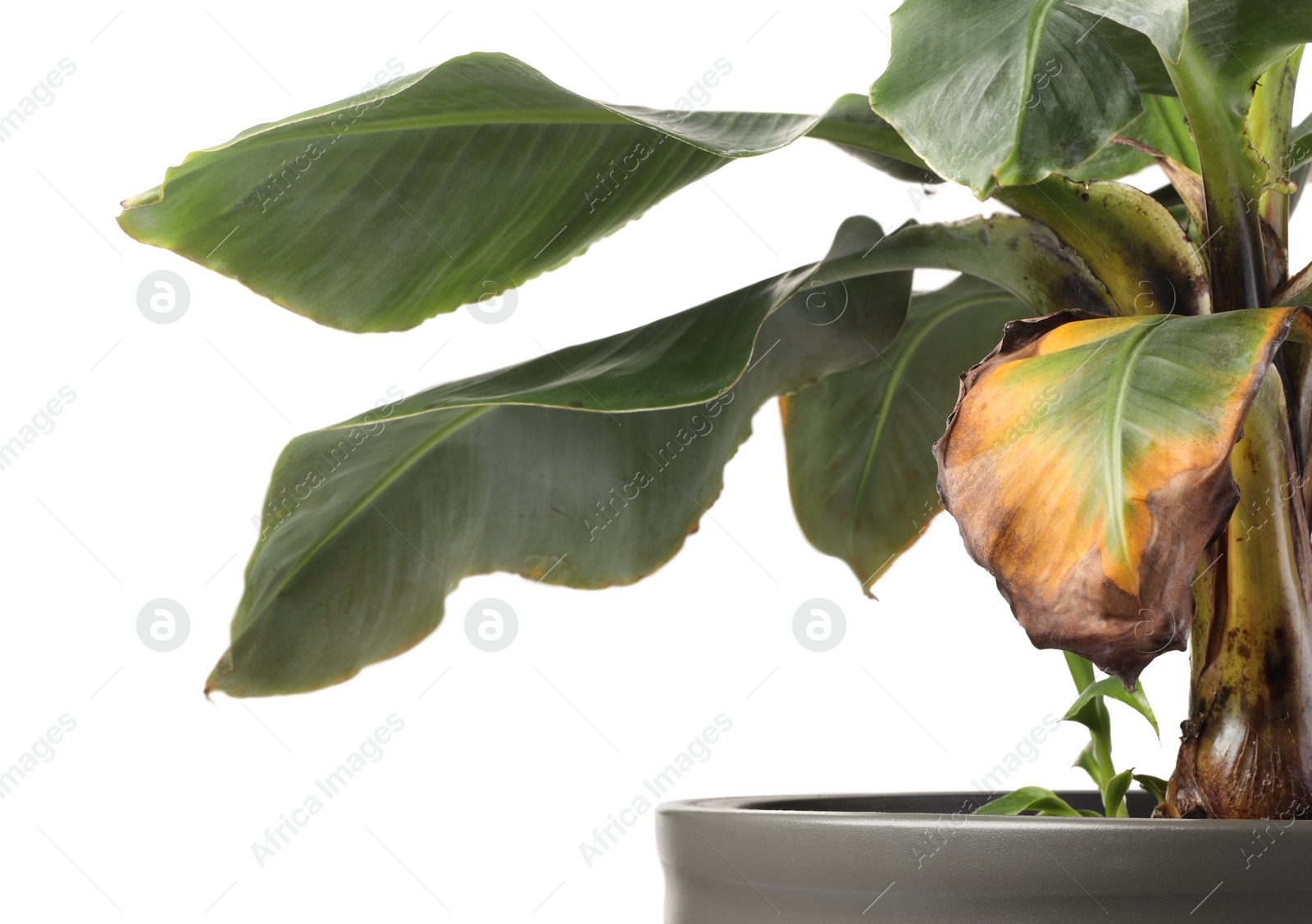 Photo of Houseplant with damaged leaves on white background, closeup