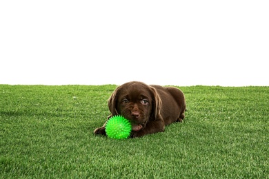 Chocolate Labrador Retriever puppy playing with toy on green grass against white background