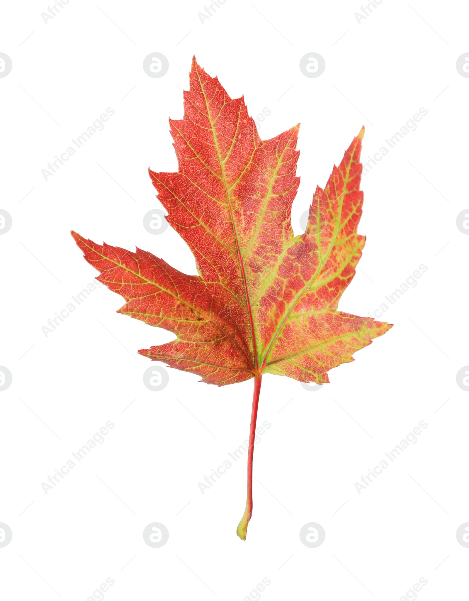 Photo of Beautiful leaf isolated on white. Autumn season