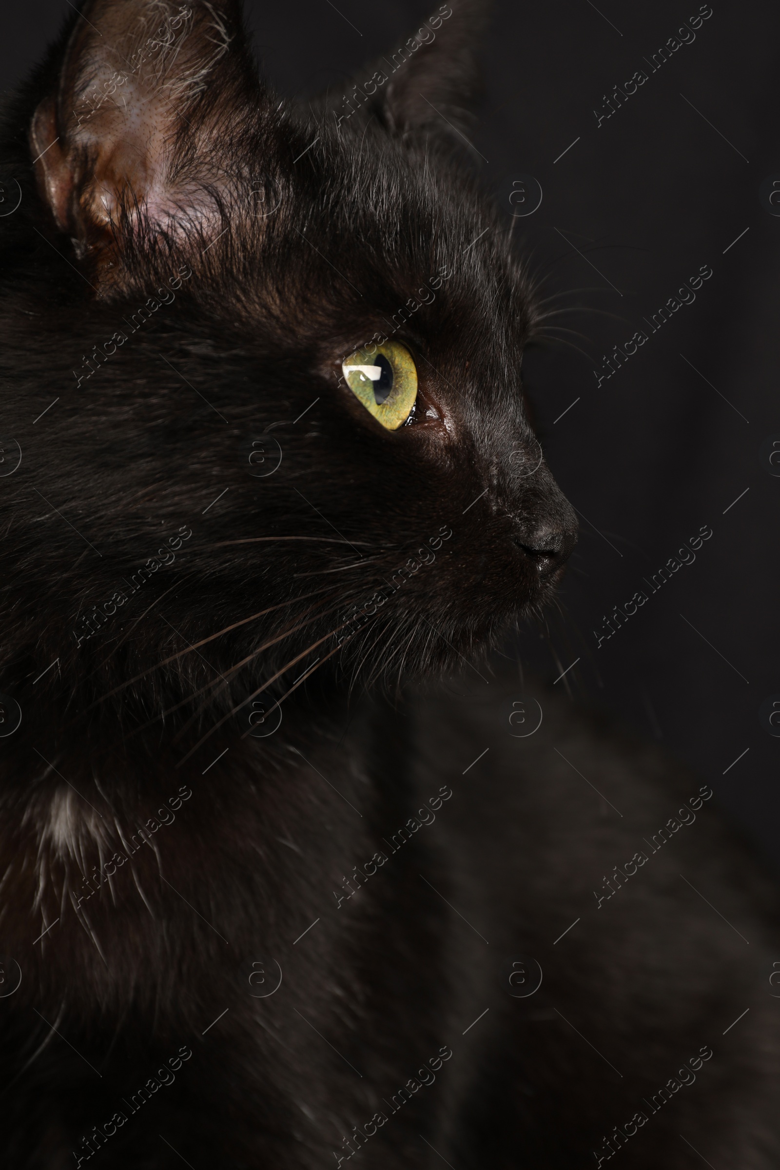 Photo of Black cat with beautiful eyes on dark background, closeup