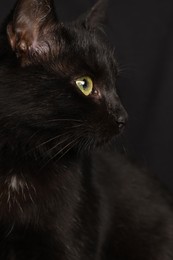 Black cat with beautiful eyes on dark background, closeup