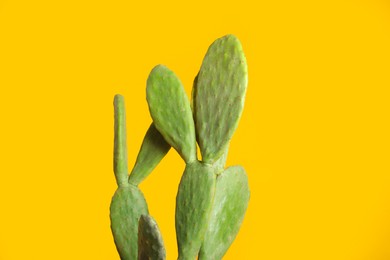 Photo of Beautiful cactus on yellow background. Tropical plant