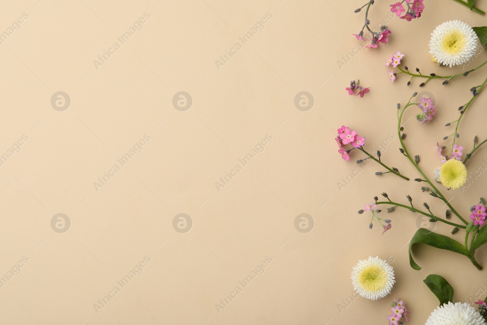 Photo of Beautiful composition with forget-me-not flowers on beige background, flat lay. Space for text