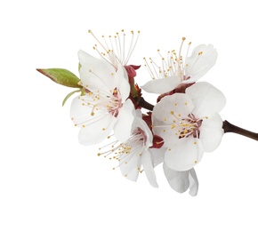 Photo of Branch with beautiful fresh spring flowers on white background