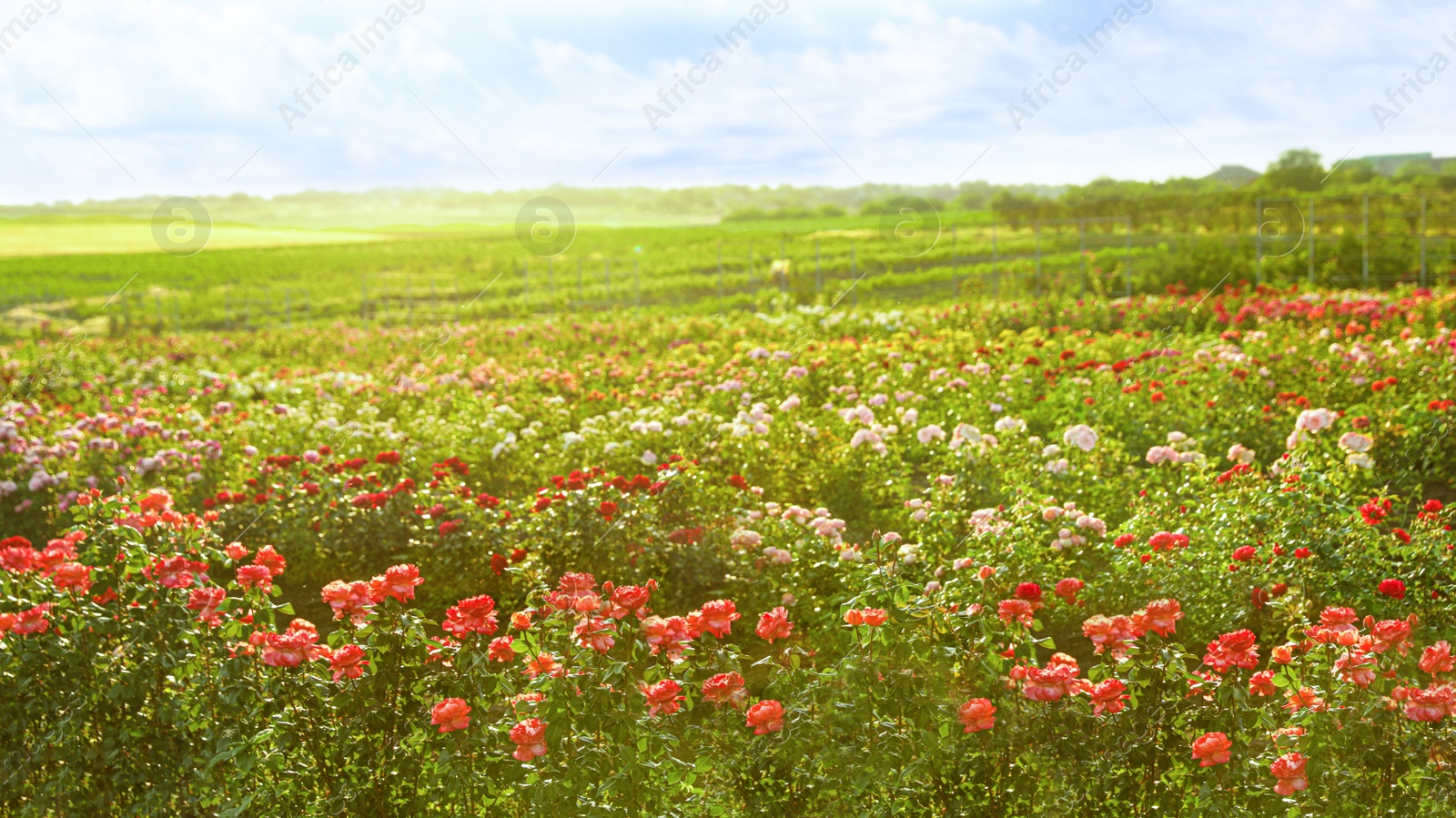 Photo of Bushes with beautiful roses outdoors on sunny day