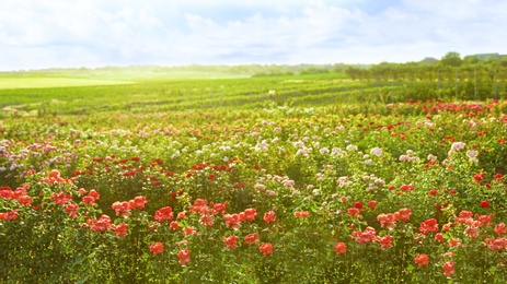 Bushes with beautiful roses outdoors on sunny day