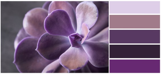 Color palette appropriate to photo of beautiful echeveria, closeup