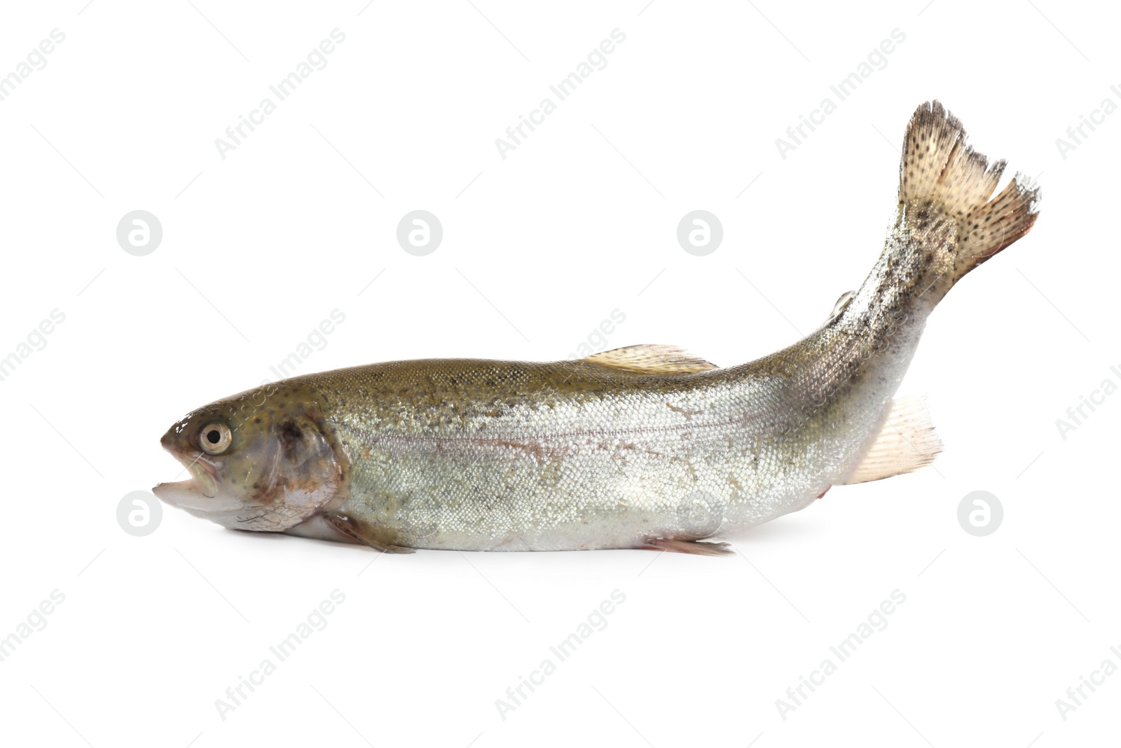 Photo of Raw cutthroat trout fish isolated on white