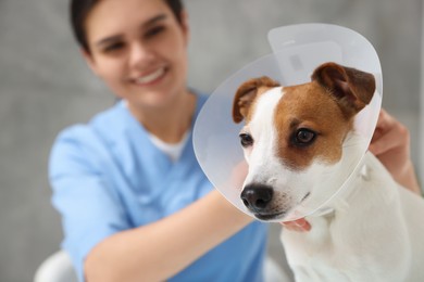 Photo of Veterinarian putting medical plastic collar on Jack Russell Terrier dog against grey background, focus on pet. Space for text