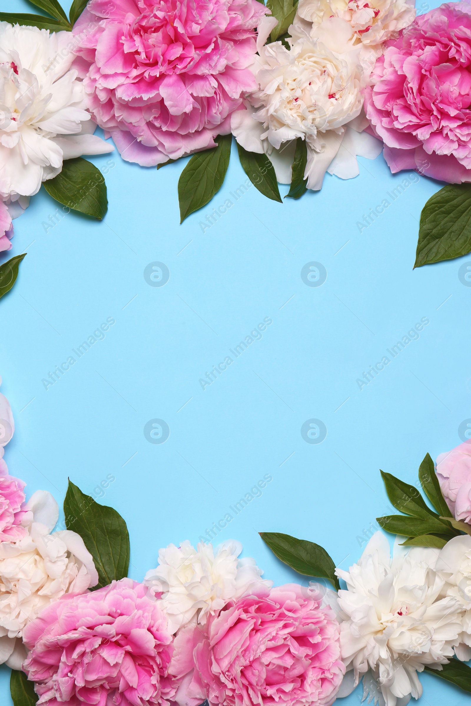 Photo of Beautiful peony flowers and green leaves on light blue background, flat lay. Space for text