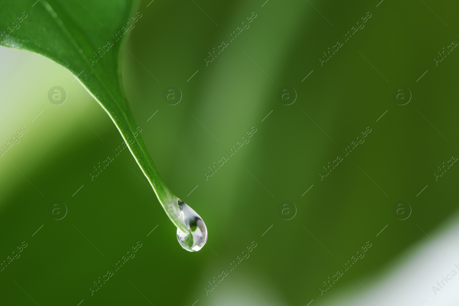 Photo of Water drop on green leaf against blurred background