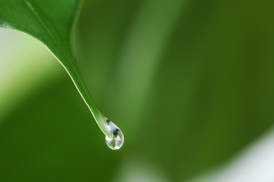 Photo of Water drop on green leaf against blurred background