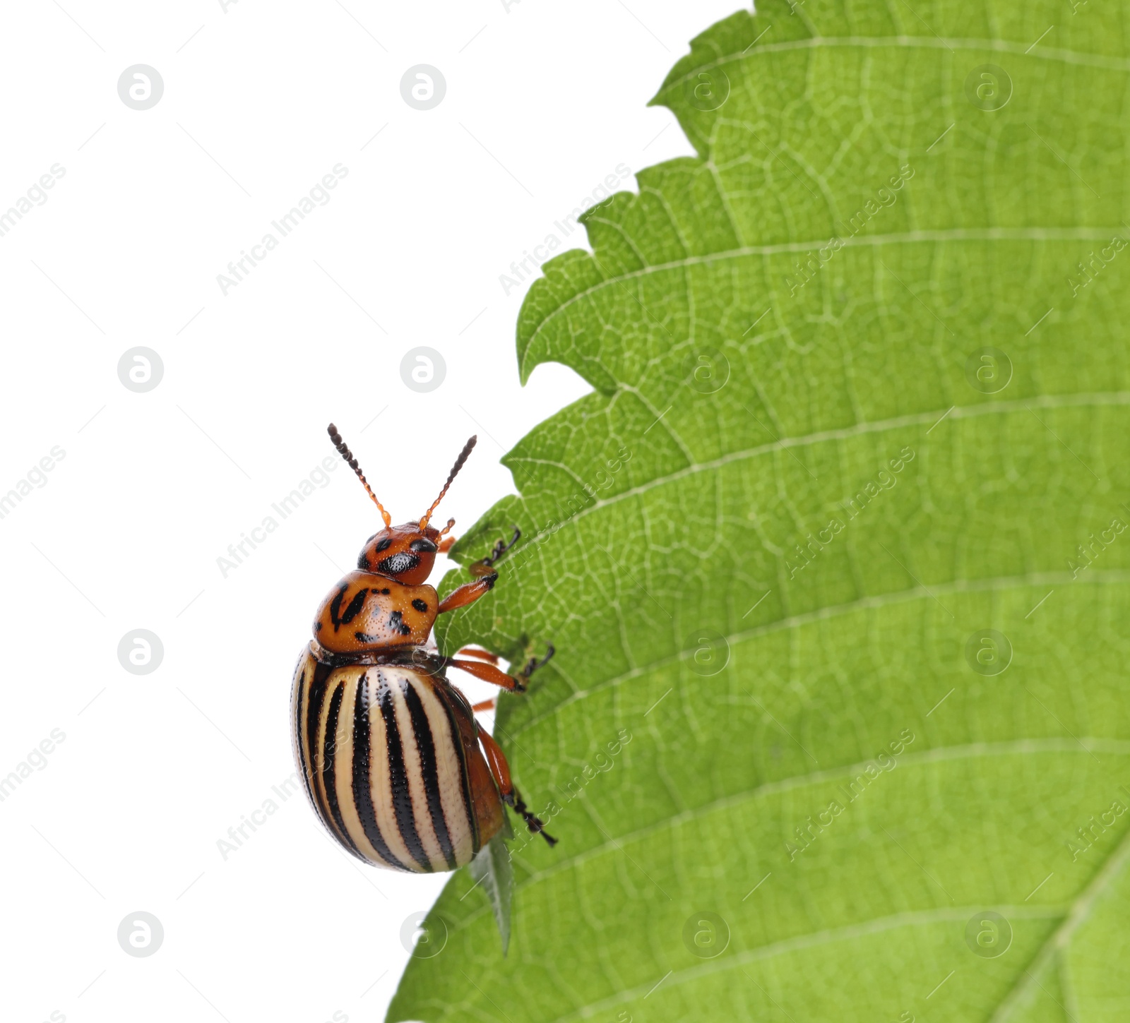 Photo of Colorado potato beetle on green leaf against white background