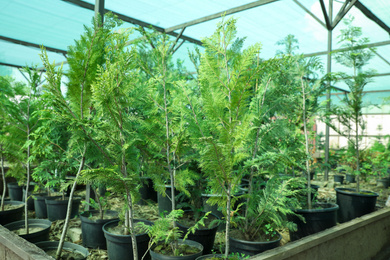 Photo of Thuja trees in greenhouse. Planting and gardening