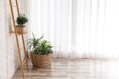 Photo of Beautiful green potted plants in stylish room interior. Space for text