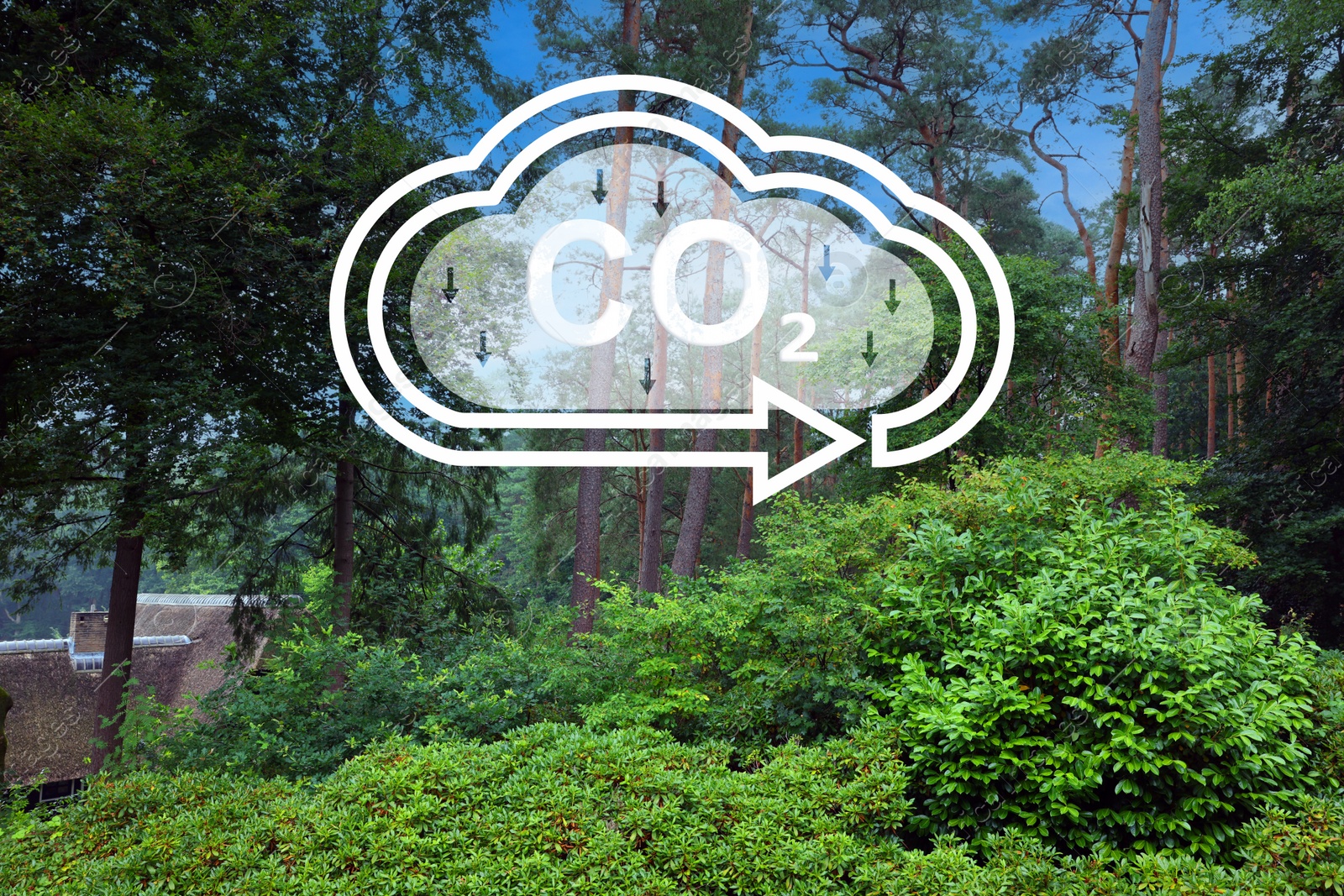 Image of Reduce CO2 emissions. Illustration of cloud with CO2 inscription, arrows and beautiful forest