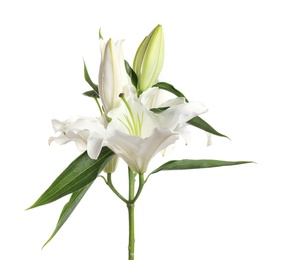 Beautiful lilies on white background. Funeral flowers