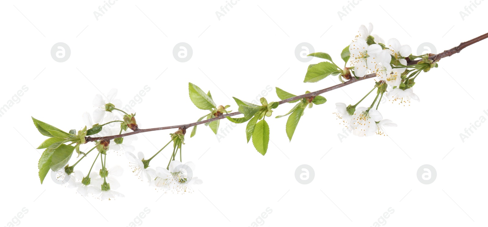 Photo of Spring branch with beautiful blossoms and leaves isolated on white