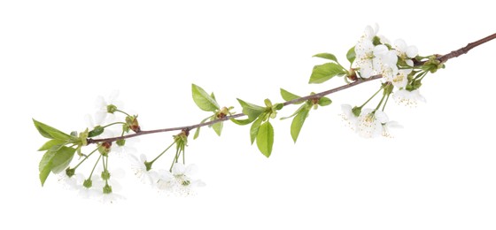 Spring branch with beautiful blossoms and leaves isolated on white