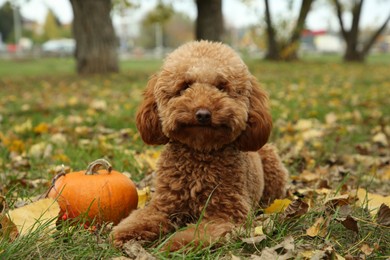 Photo of Cute fluffy dog and pumpkin on grass in autumn park