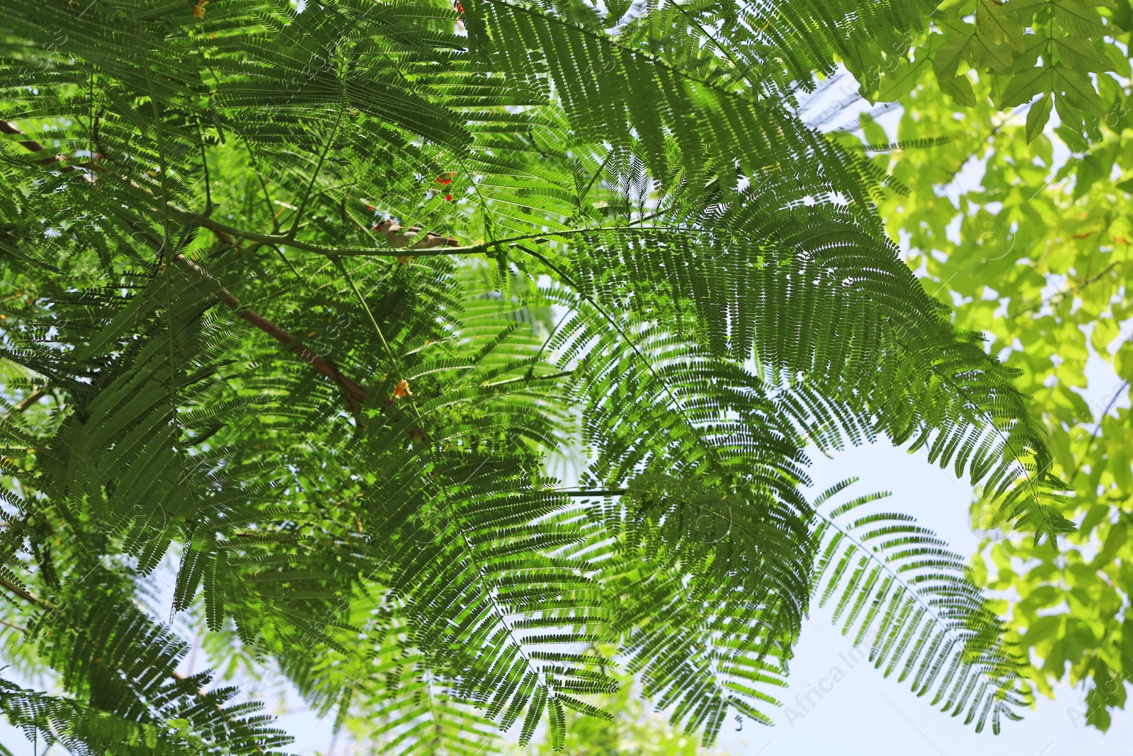 Photo of Green leaves at tropical resort on sunny day