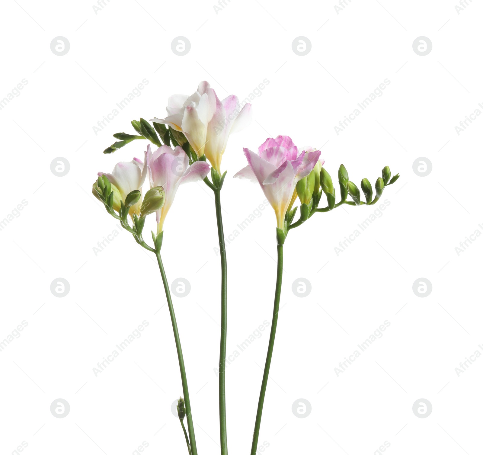 Photo of Beautiful colorful freesia flowers on white background