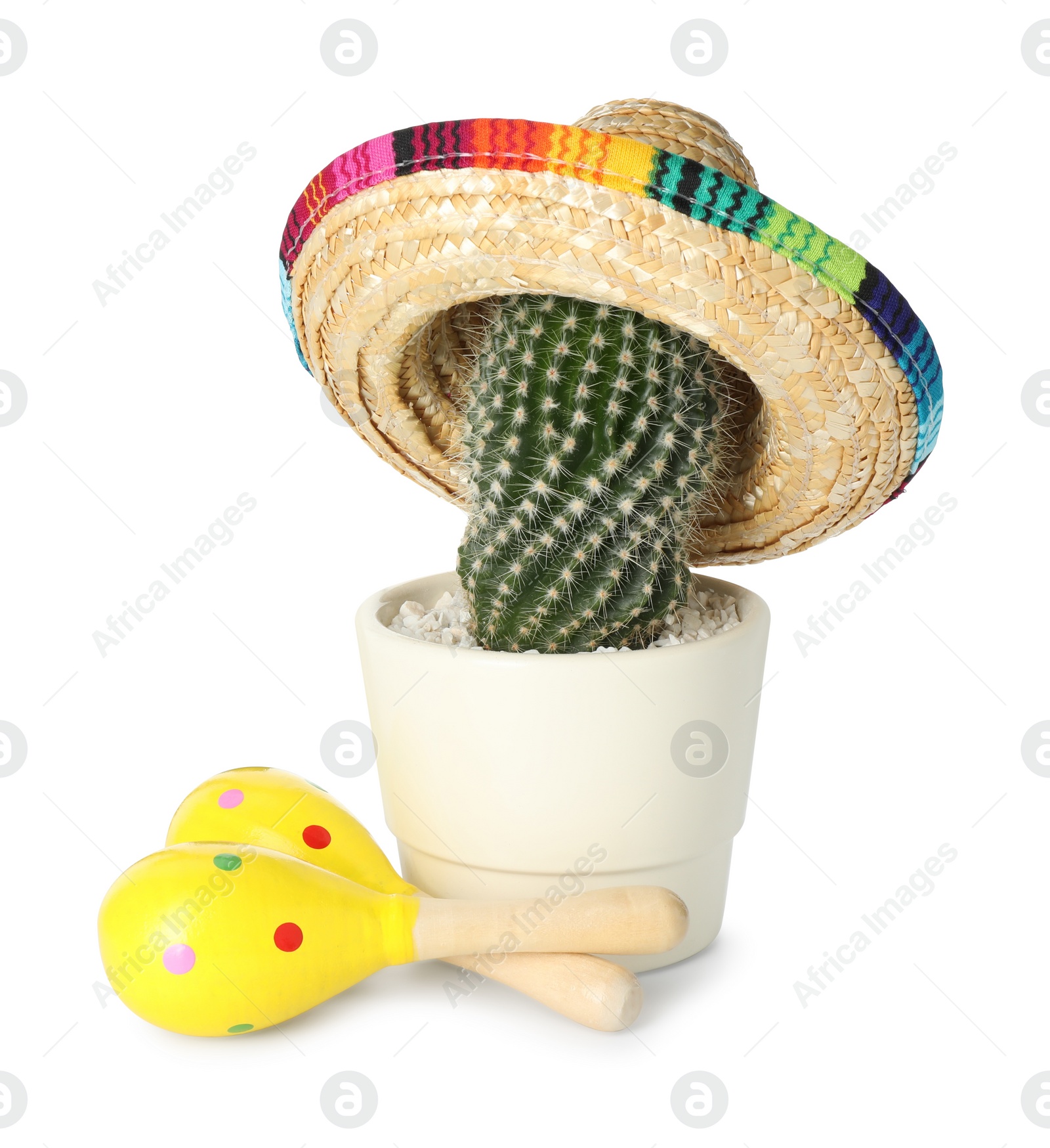 Photo of Cactus with Mexican sombrero hat and maracas isolated on white