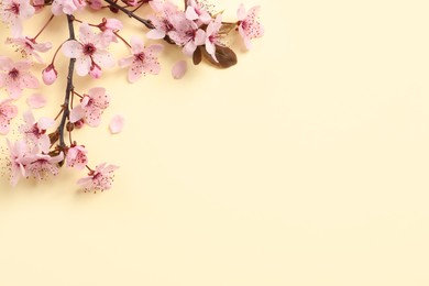 Sakura tree branch with beautiful pink blossoms on beige background, flat lay. Space for text